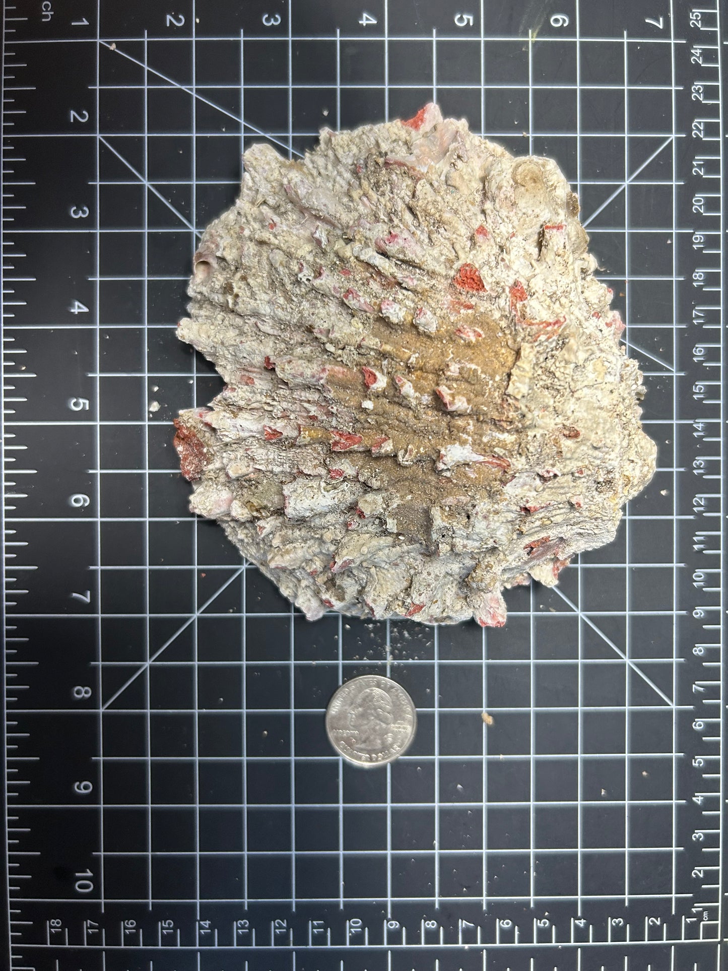 Red Spiny Oyster shell SH7