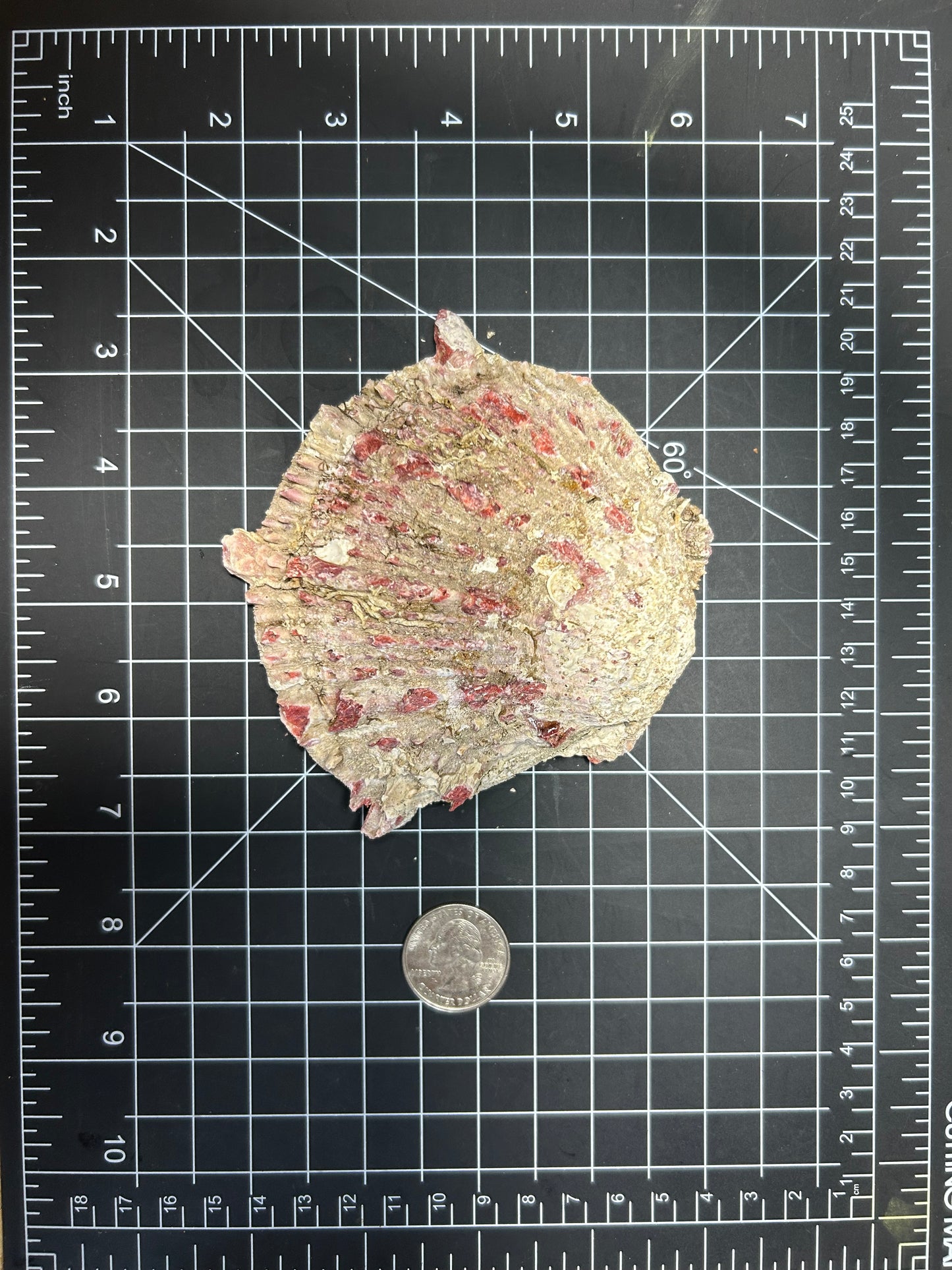 Red Spiny Oyster shell SH2