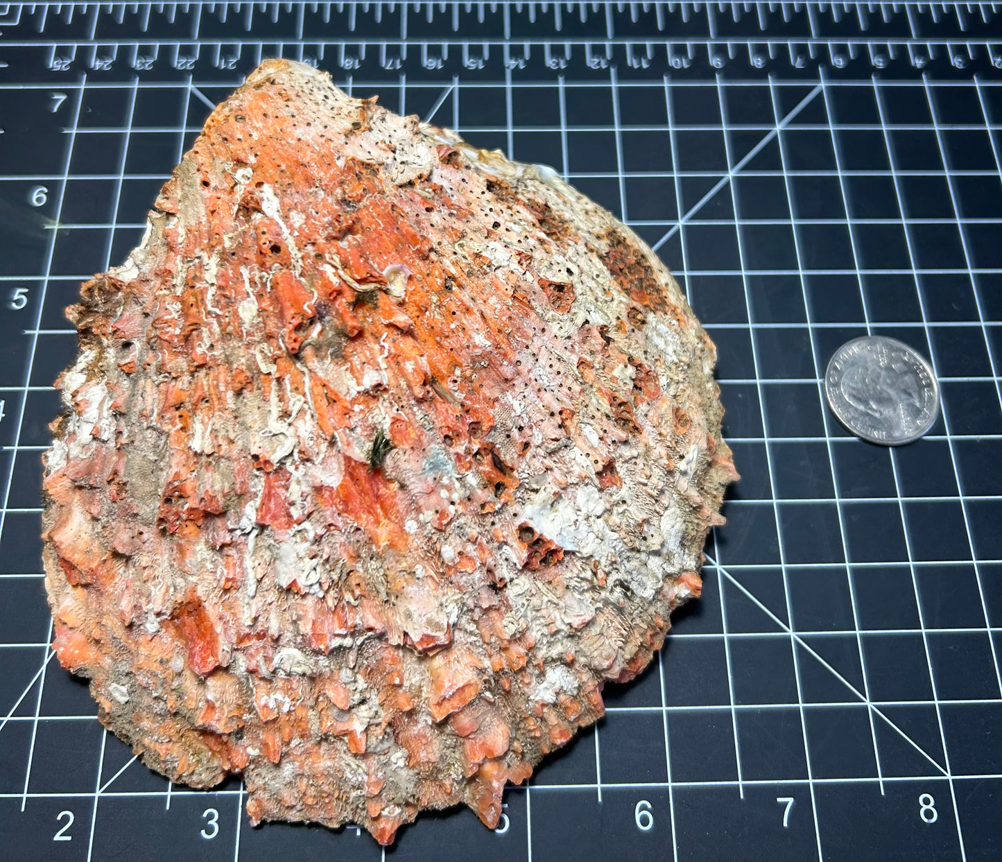 Red Spiny Oyster shell SH1