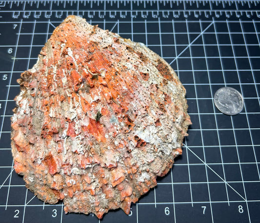 Red Spiny Oyster shell SH1