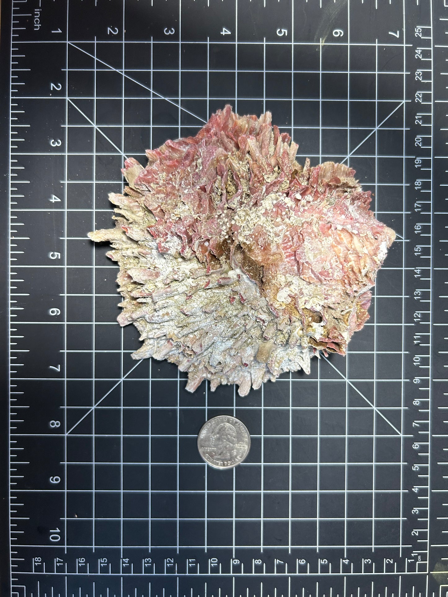 Red Spiny Oyster shell SH3