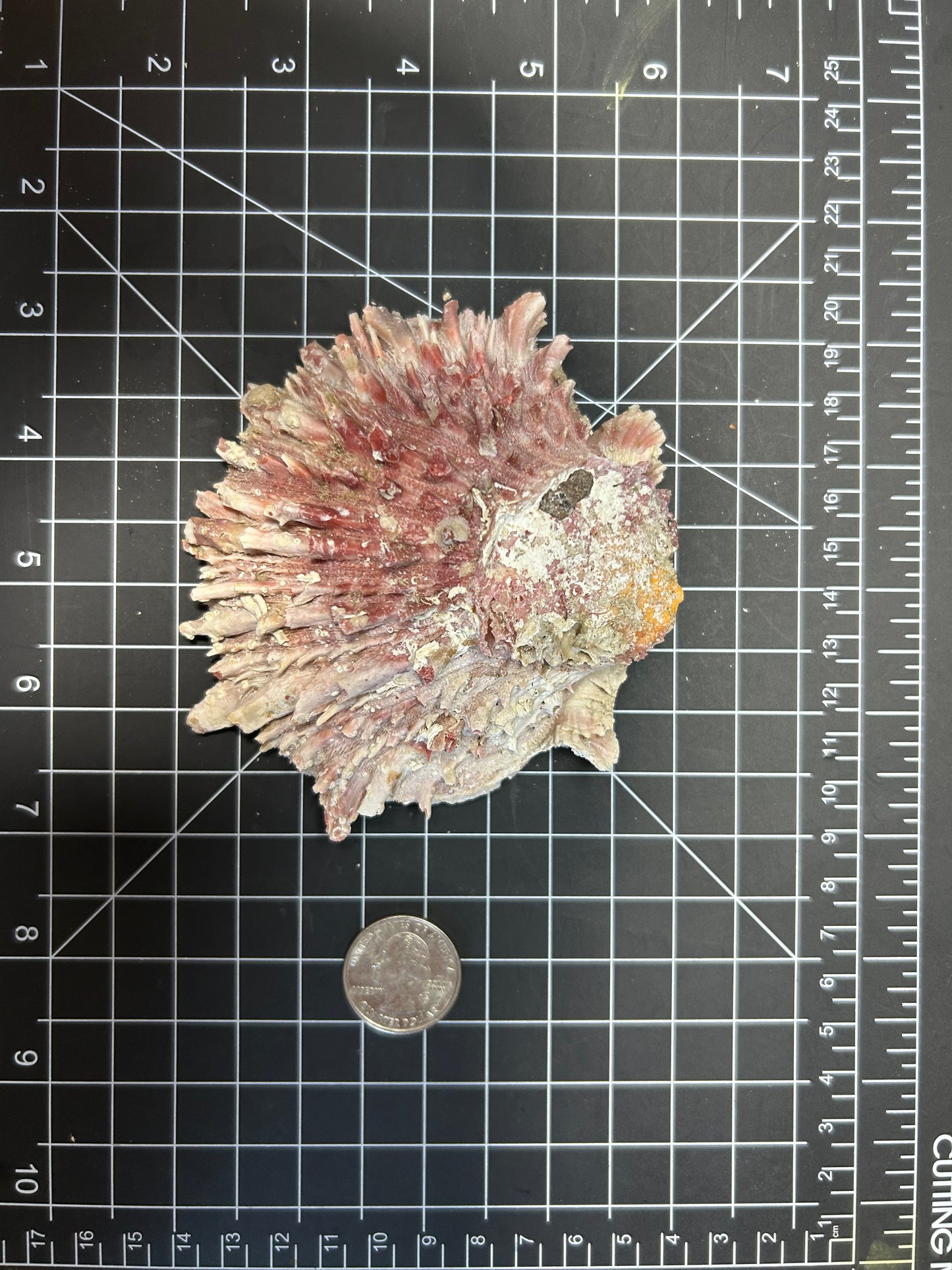 Red Spiny Oyster shell SH4