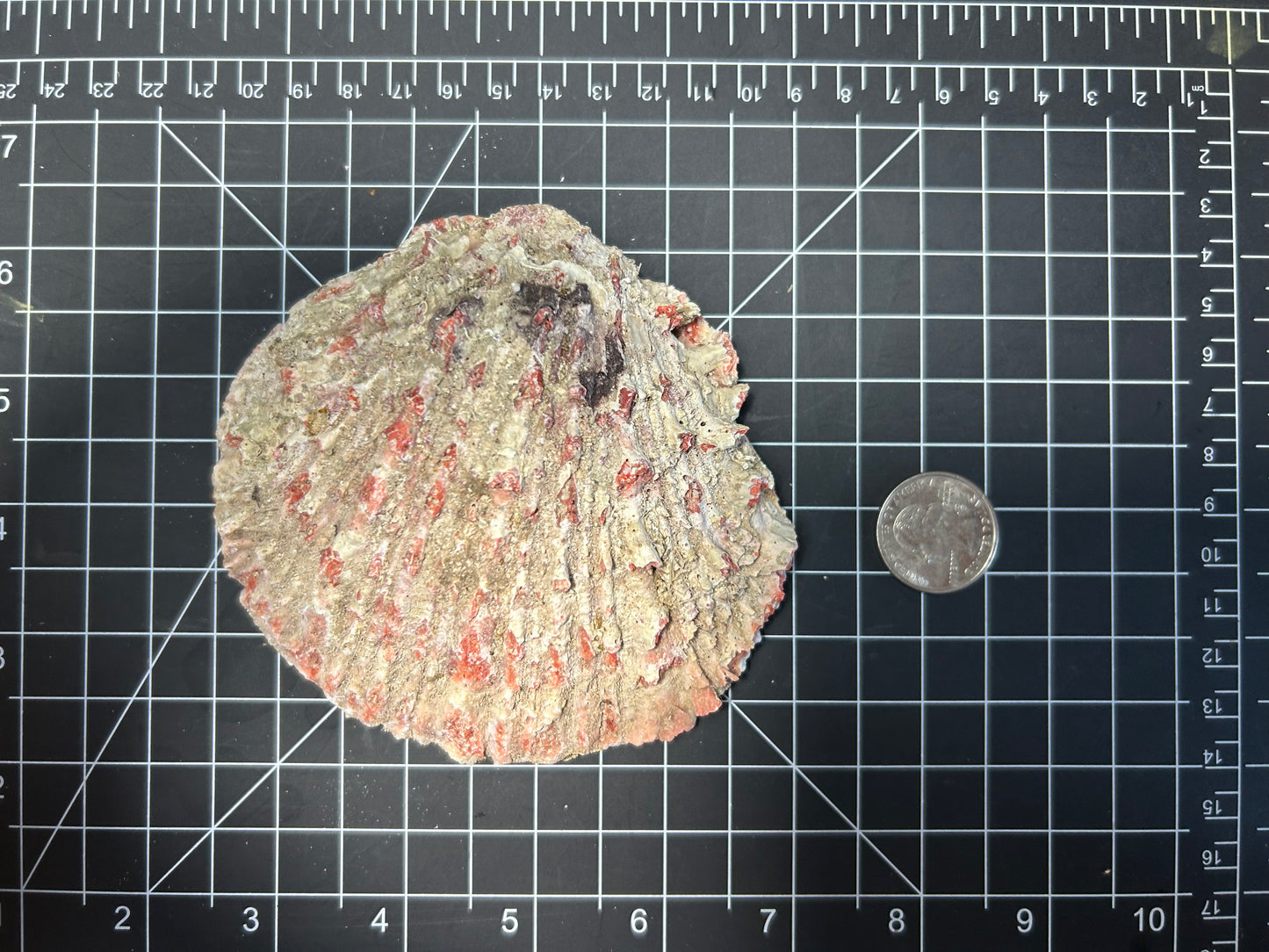 Red Spiny Oyster shell SH5