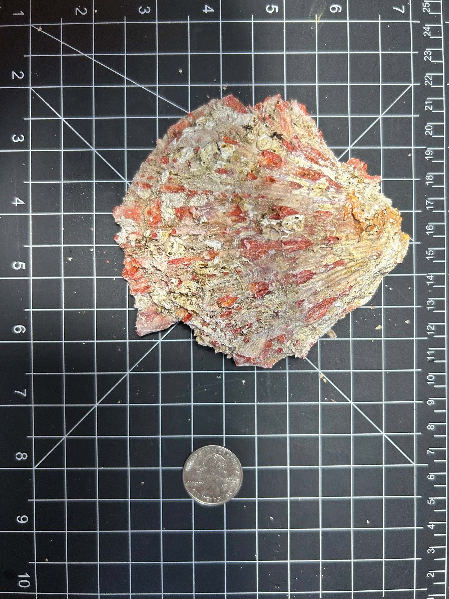 Red Spiny Oyster shell SH6