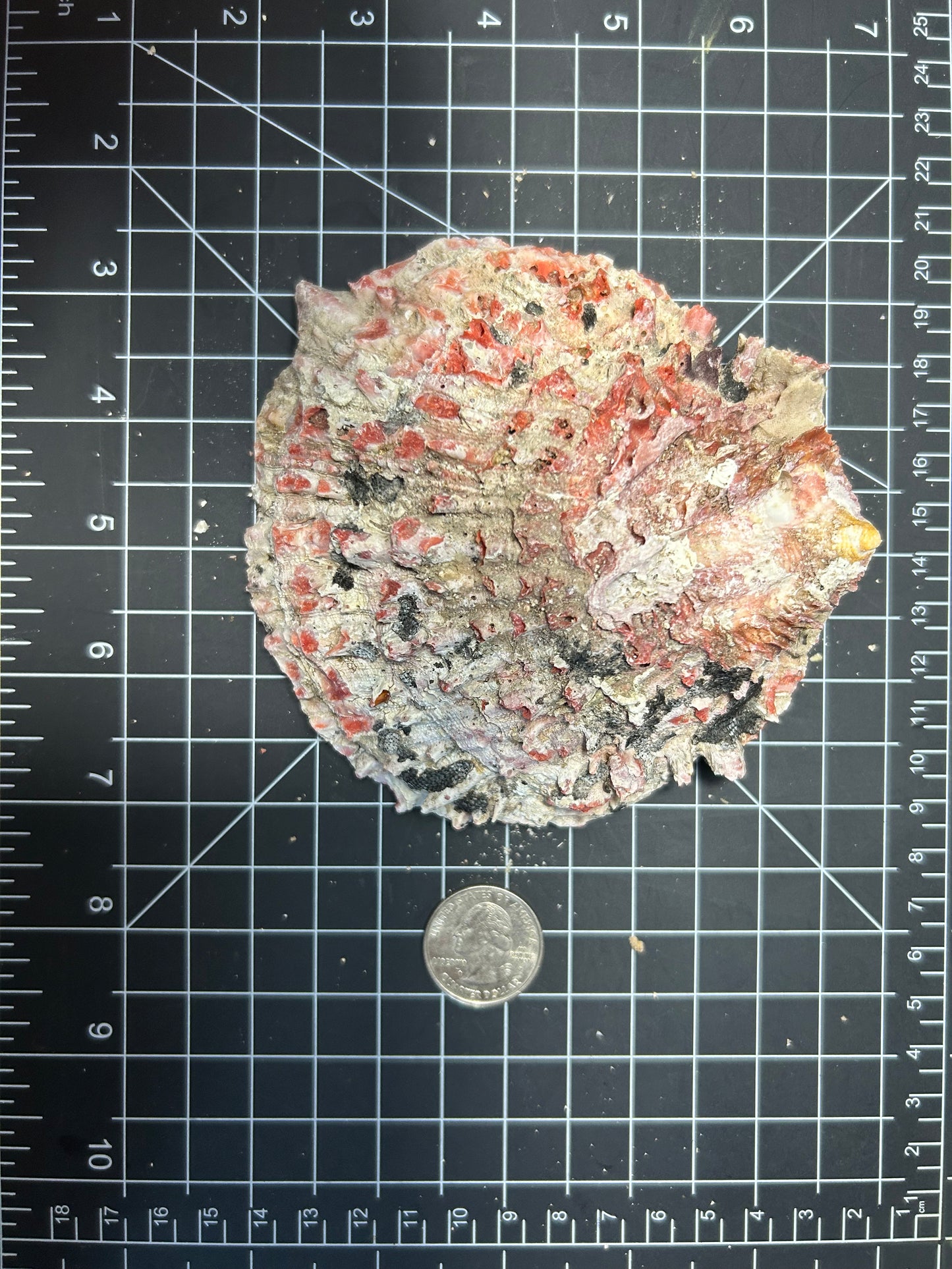 Red Spiny Oyster shell SH8