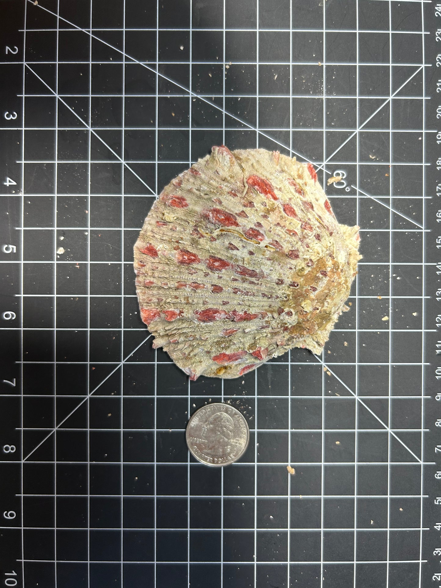 Red Spiny Oyster shell SH9