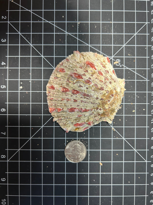 Red Spiny Oyster shell SH9