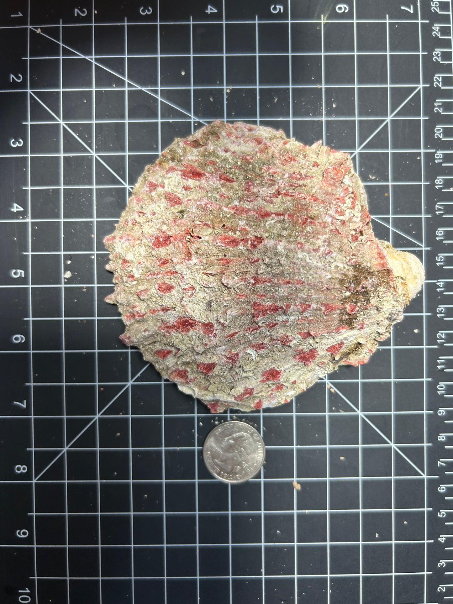 Red Spiny Oyster shell SH10