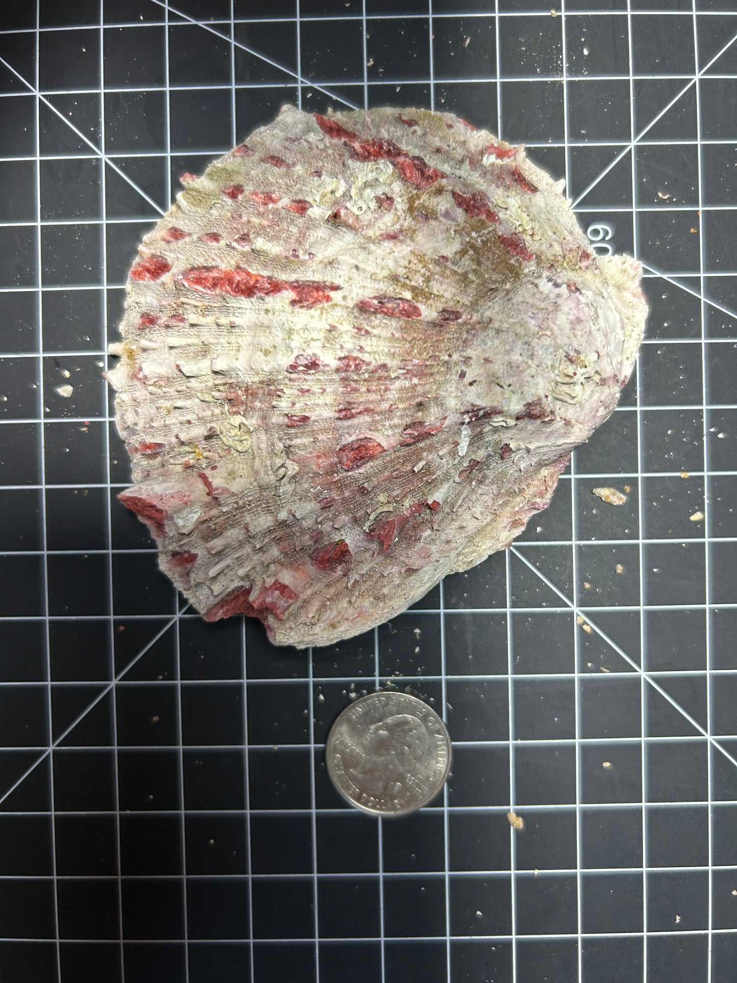 Red Spiny Oyster shell SH11