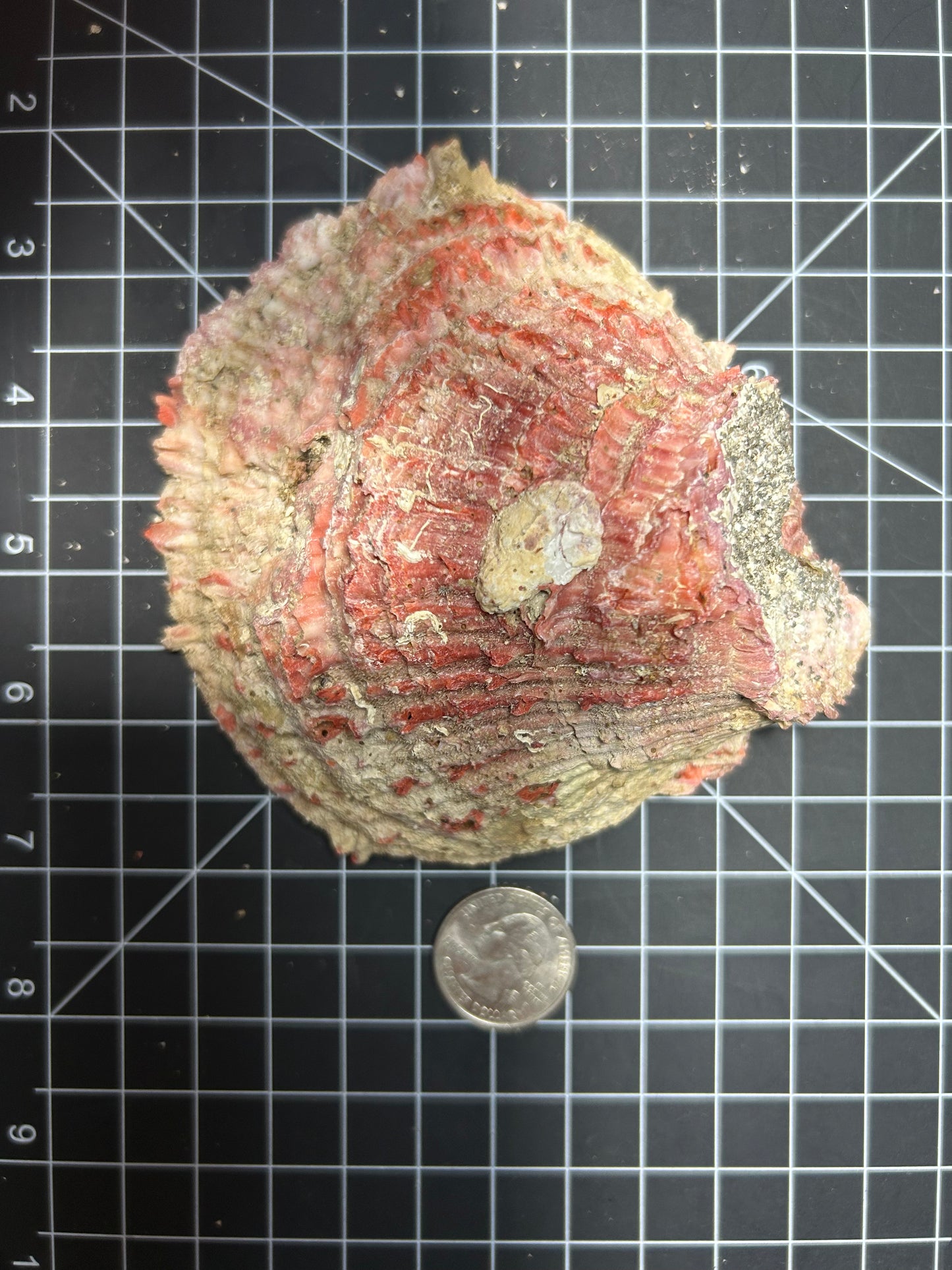 Red Spiny Oyster shell SH12