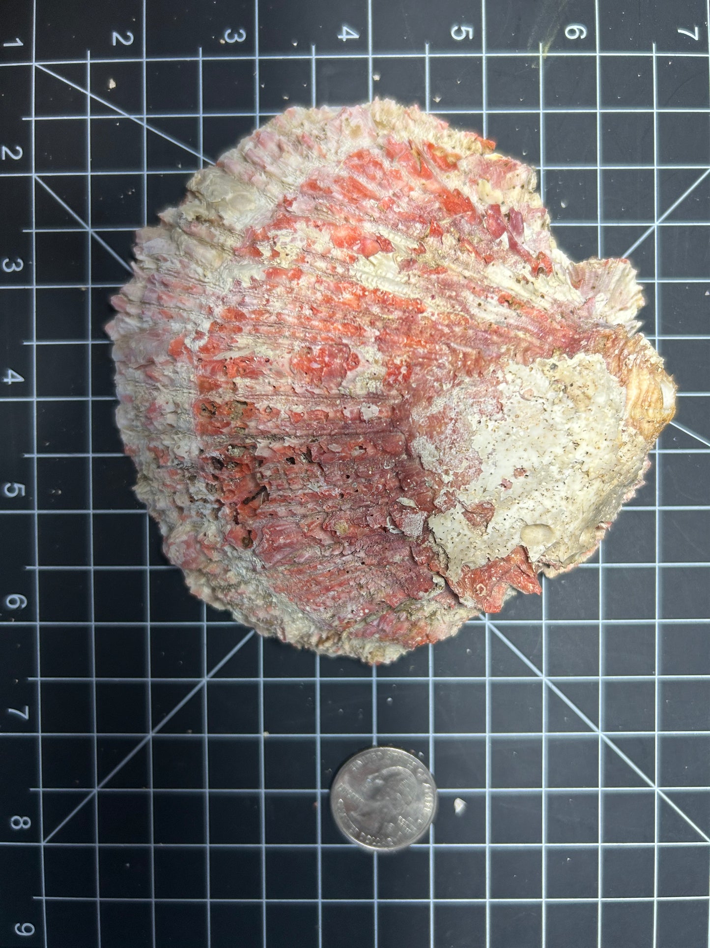 Red Spiny Oyster shell SH13