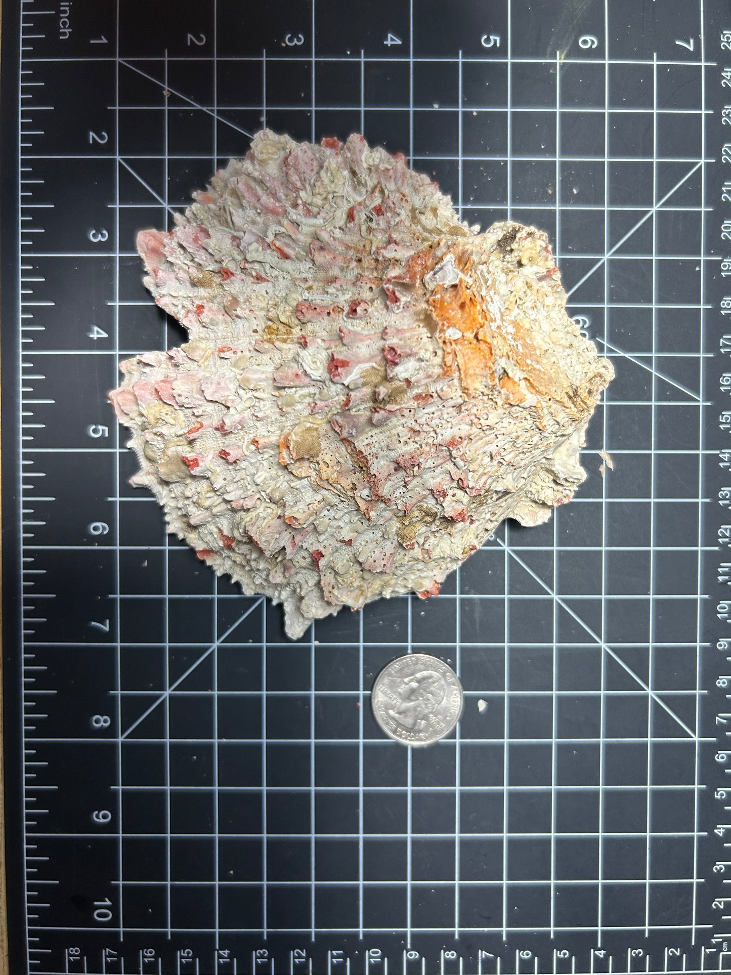 Red Spiny Oyster shell SH14