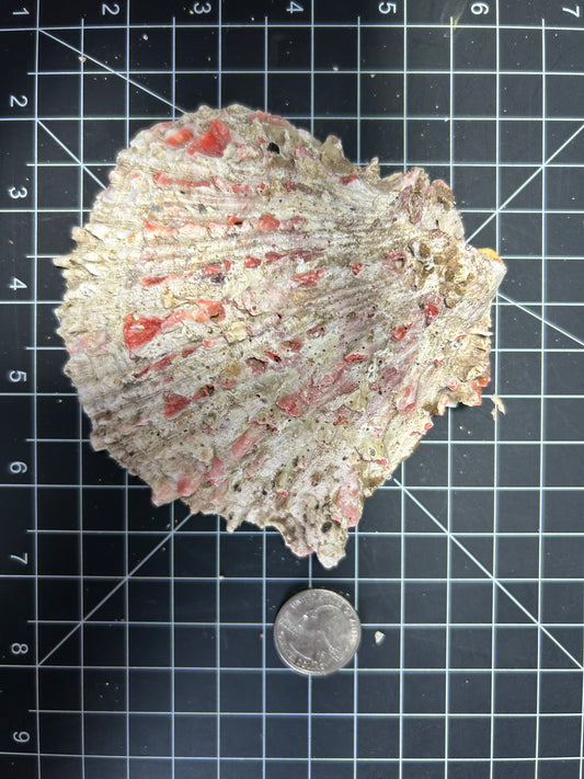 Red Spiny Oyster Shells SH15