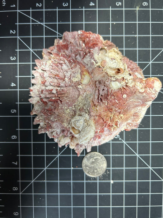 Red Spiny Oyster Shells SH17