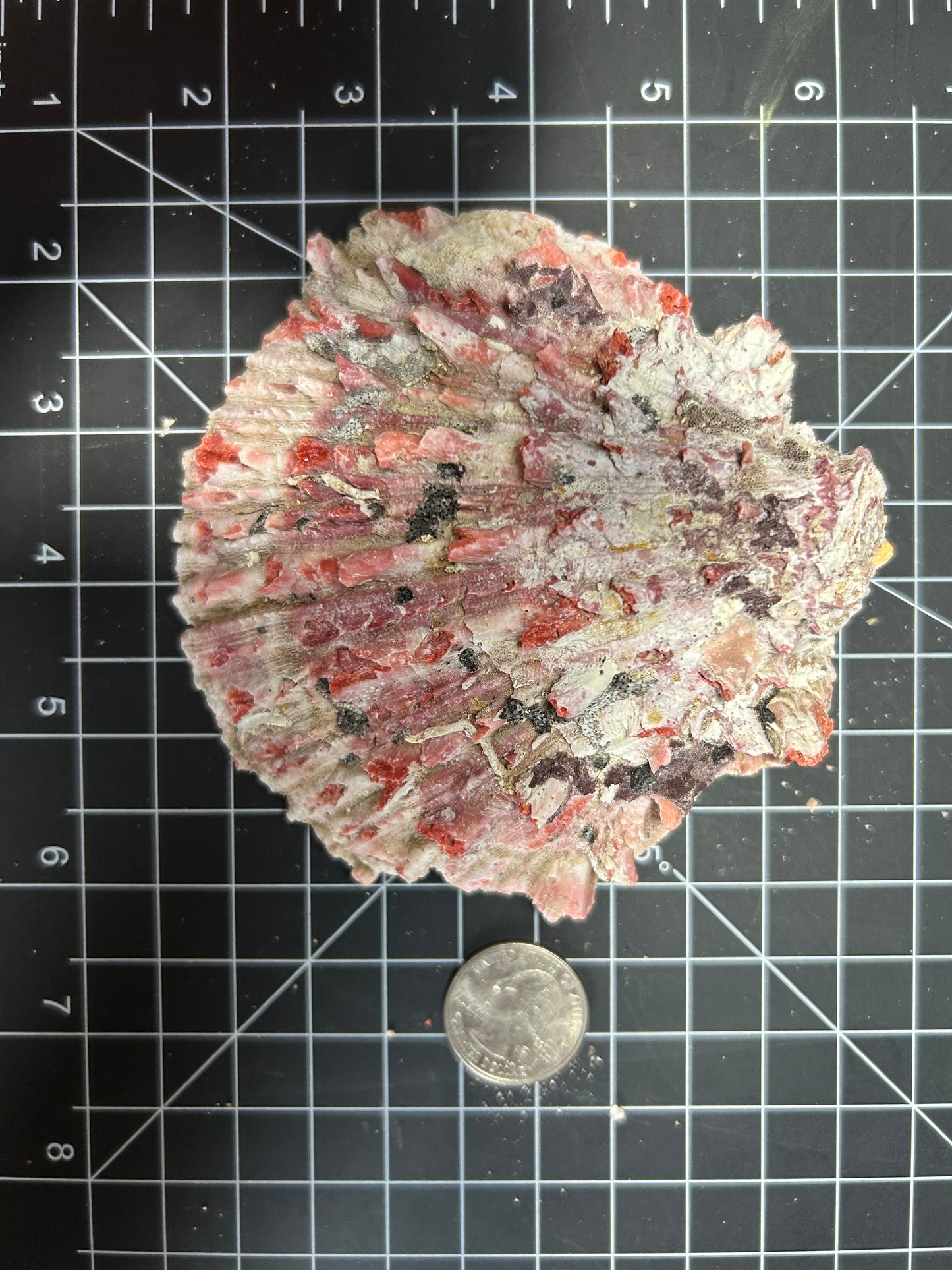 Red Spiny Oyster Shells SH19