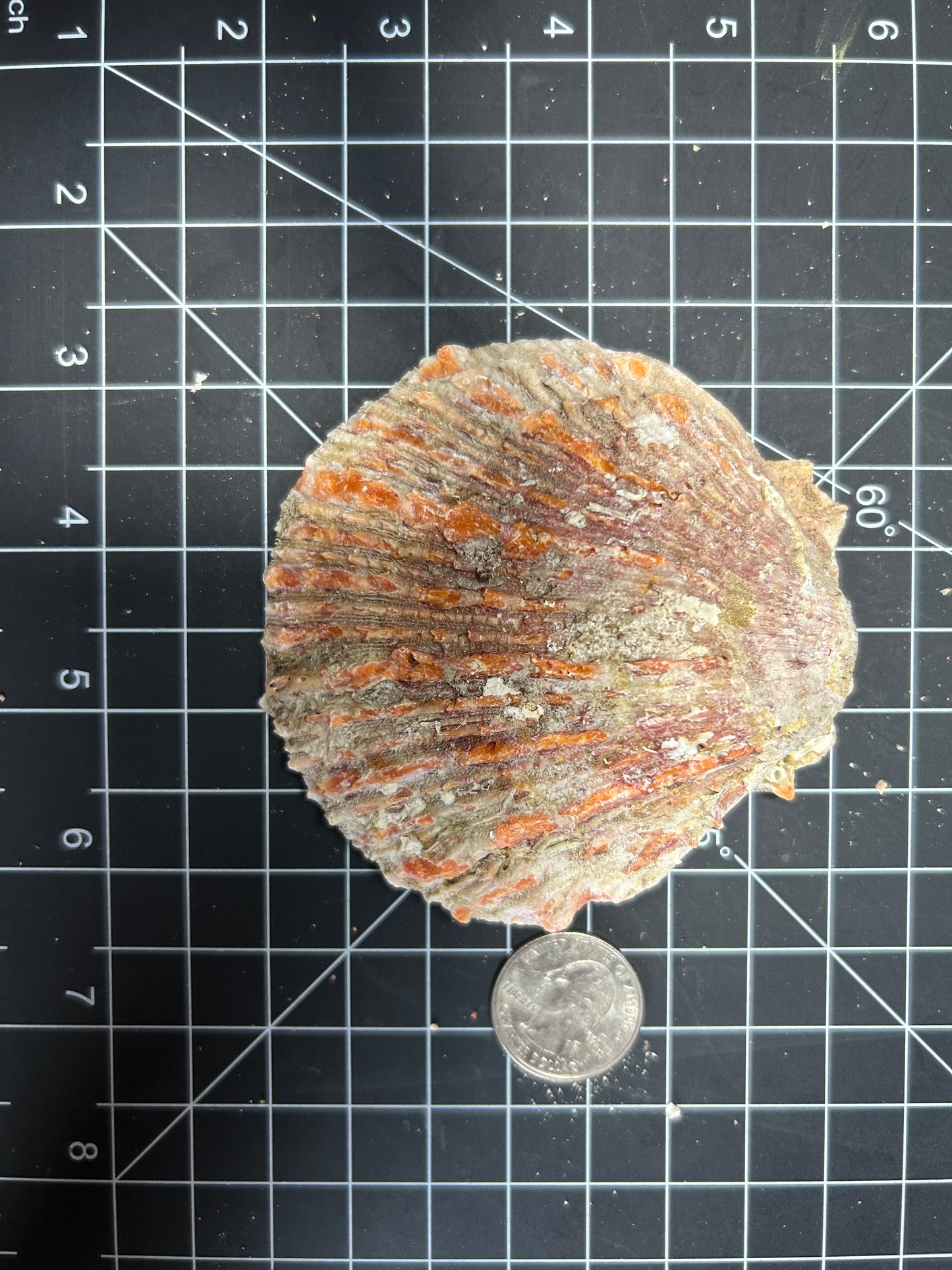 Red Spiny Oyster Shells SH20