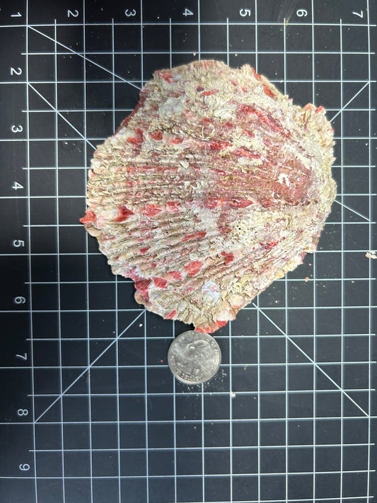 Red Spiny Oyster Shells SH24