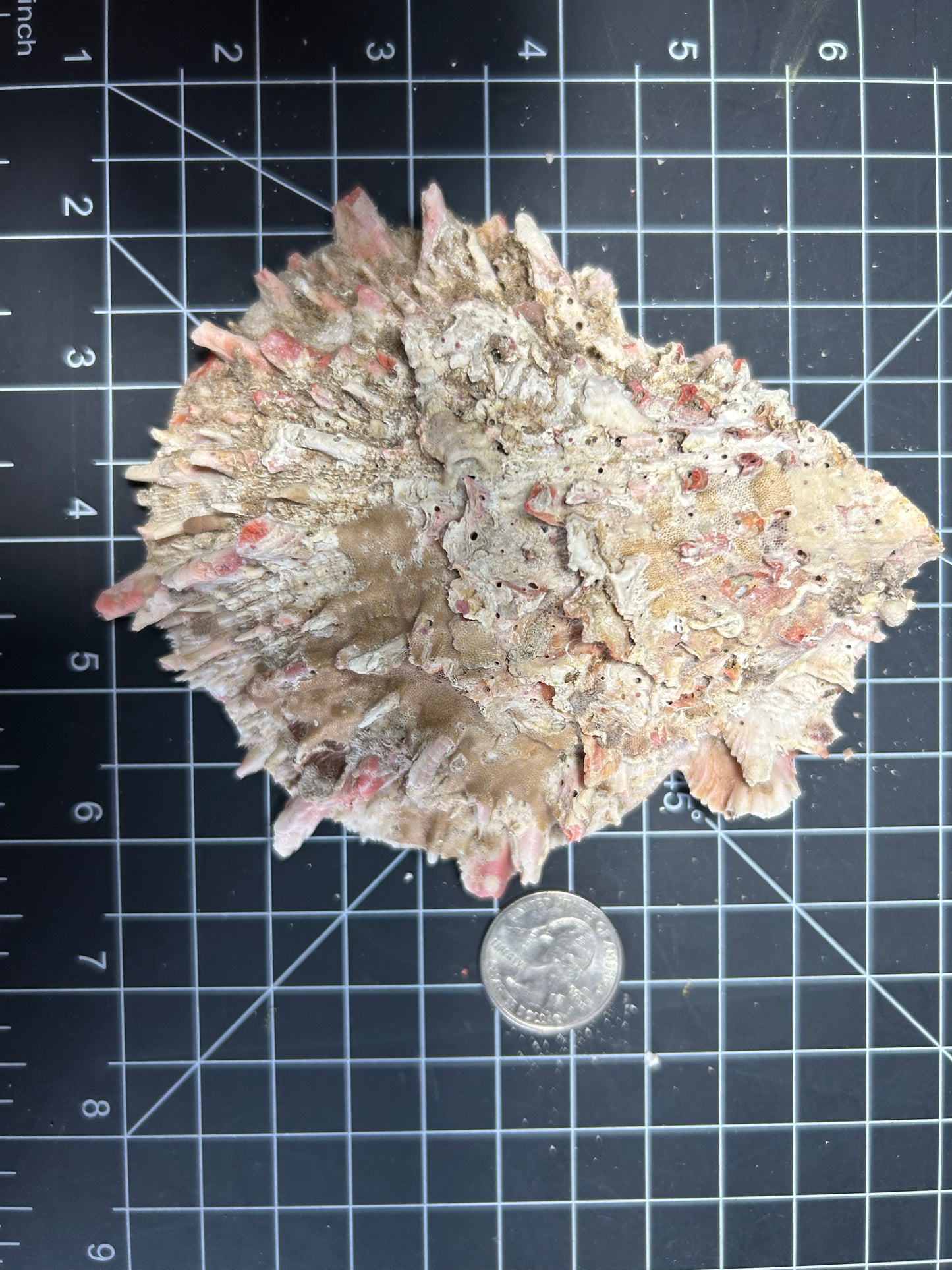 Red Spiny Oyster Shells SH25