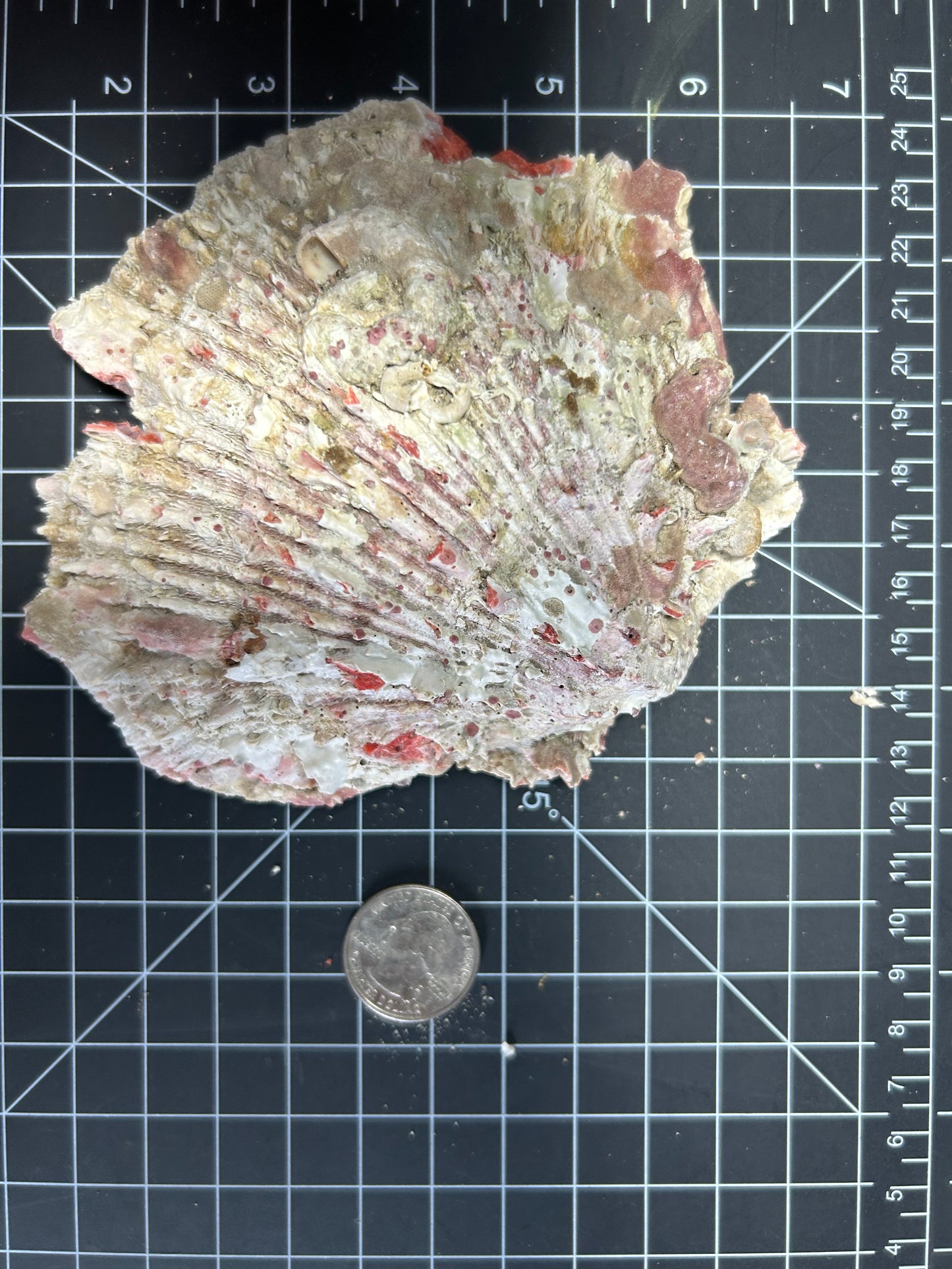 Red Spiny Oyster Shells SH26