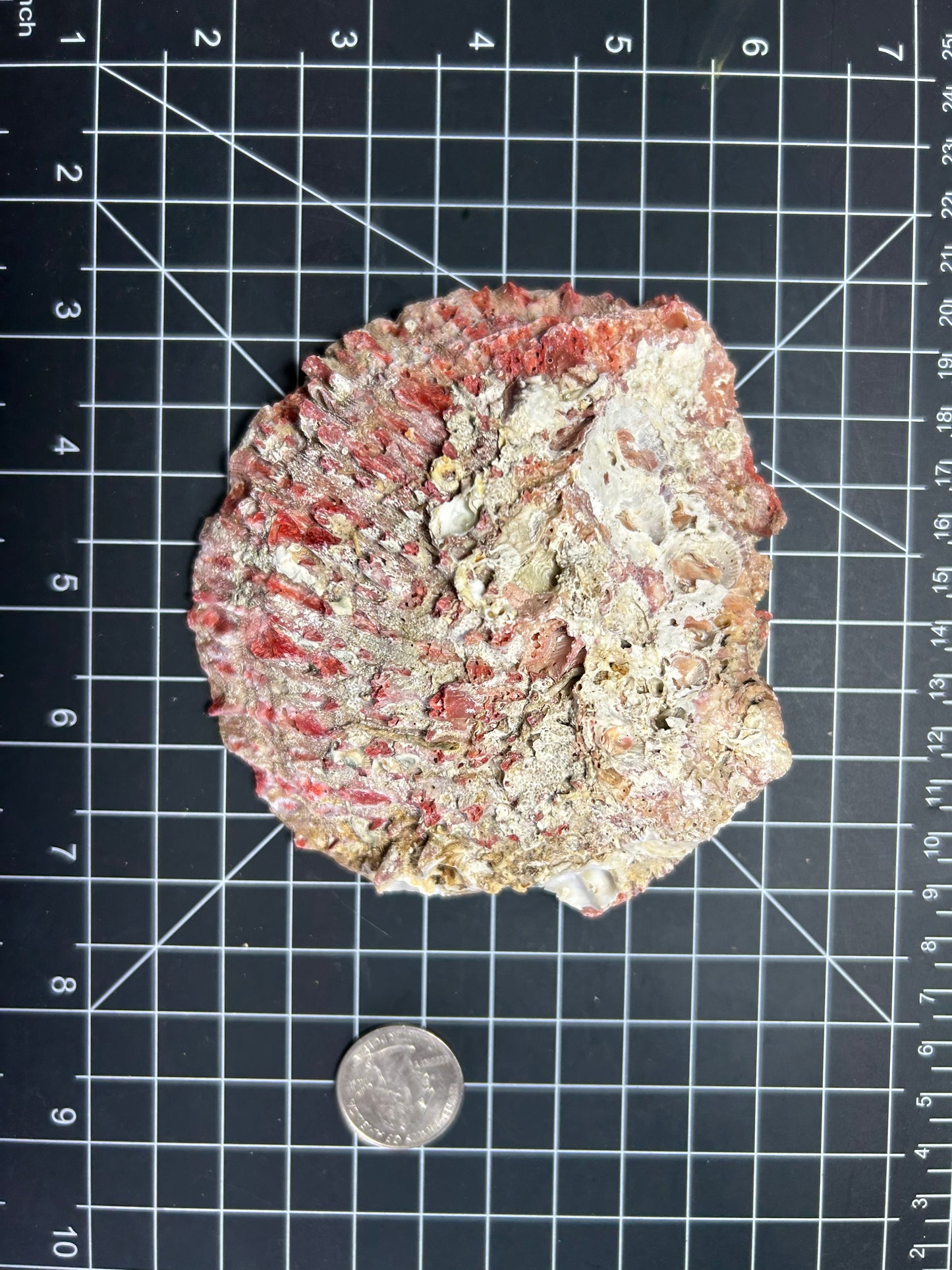 Red spiny oyster shells SH29