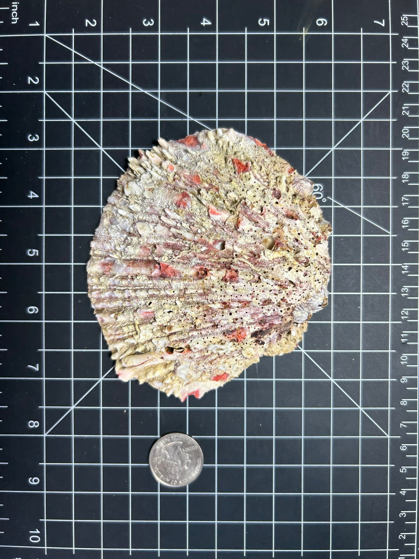 Red spiny oyster shells SH30