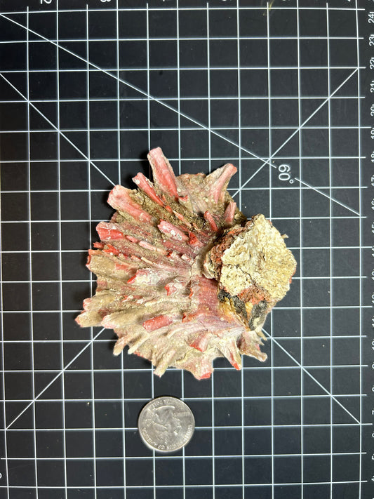 Red spiny oyster shells SH31