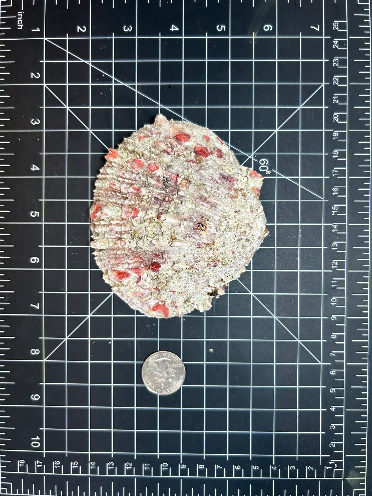 Red spiny oyster shells SH33