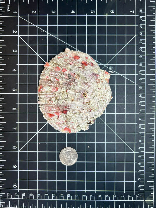 Red spiny oyster shells SH33