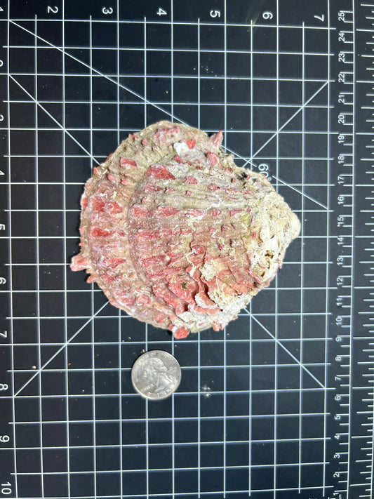 Red spiny oyster shells SH36