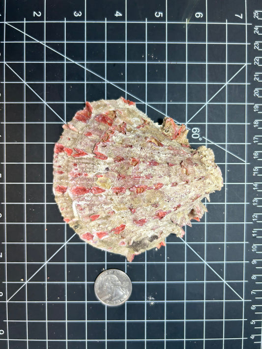 Red spiny oyster shells SH36