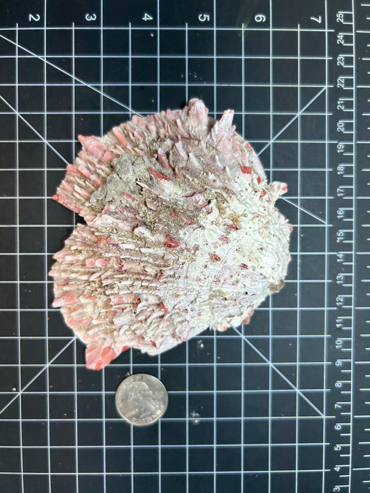 Red spiny oyster shells SH38