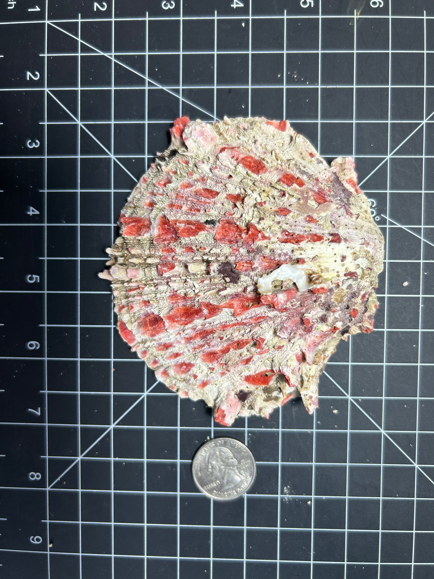 Red spiny oyster shells SH42