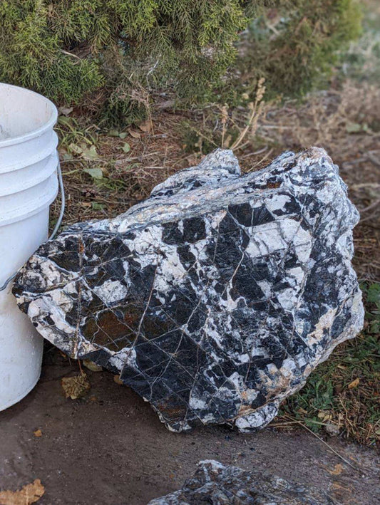 White Buffalo Specimen - message for weight and pricing.